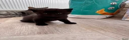 British Shorthair cats for sale: Purebred British Shorthair Kittens in Brighton - Advert 14
