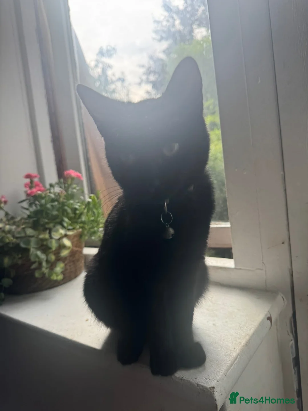 Mixed Breed cats for sale: 1 black kitten for sell - Advert 2