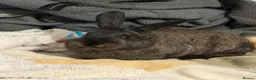 Mini Lop rabbits for sale: Mini lop looking for new home urgently  - Advert 3