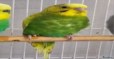 Budgerigars birds - Advert 5