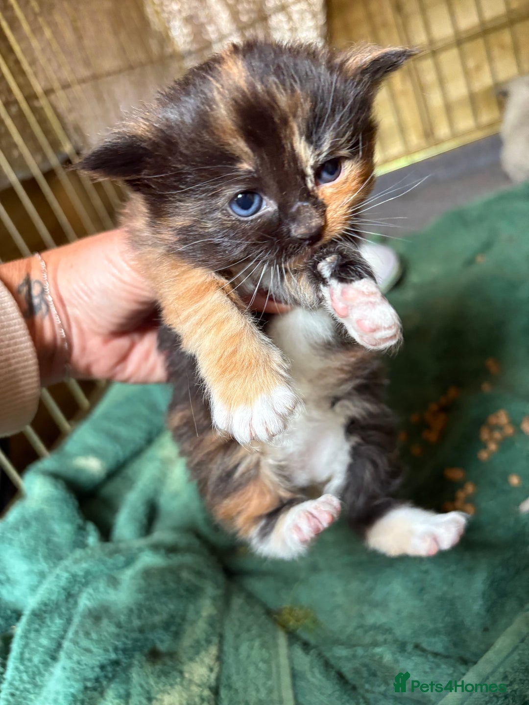 Maine Coon cats for sale: 5 beautiful maincoone litter  - Image 6