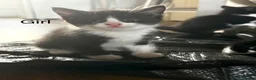 Mixed Breed cats for sale: Kittens in South Molton - Advert 6