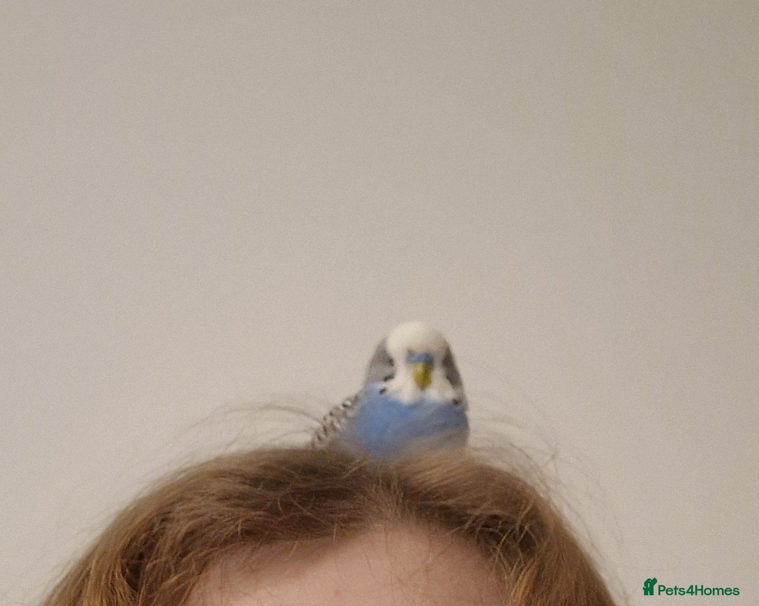 Budgerigars birds Bud the budgie  in Southampton - Advert 8