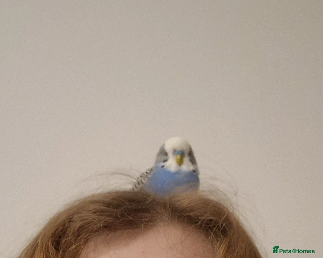 Budgerigars birds for sale: Bud the budgie  - Advert 1