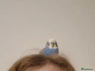 Budgerigars birds Bud the budgie in Southampton - Advert 8