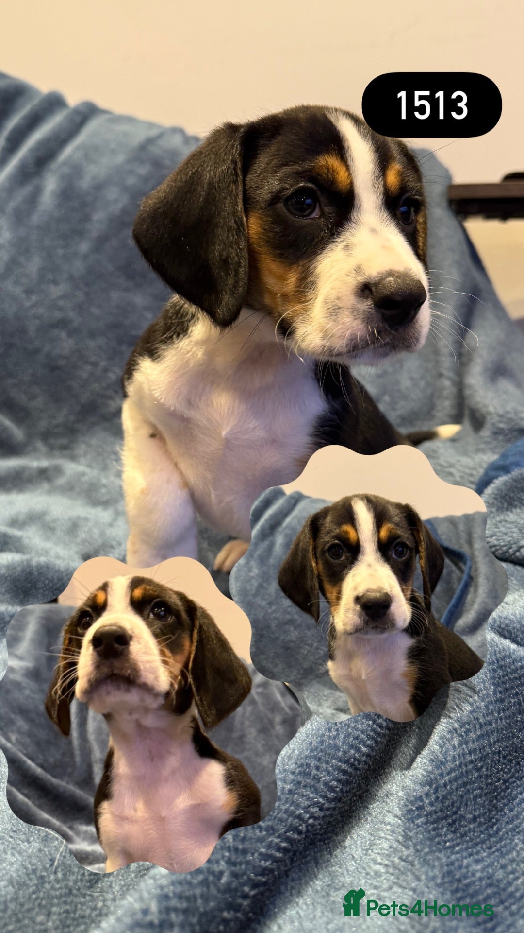 Beagle dogs Beautiful Beagle Boys  - Advert 2