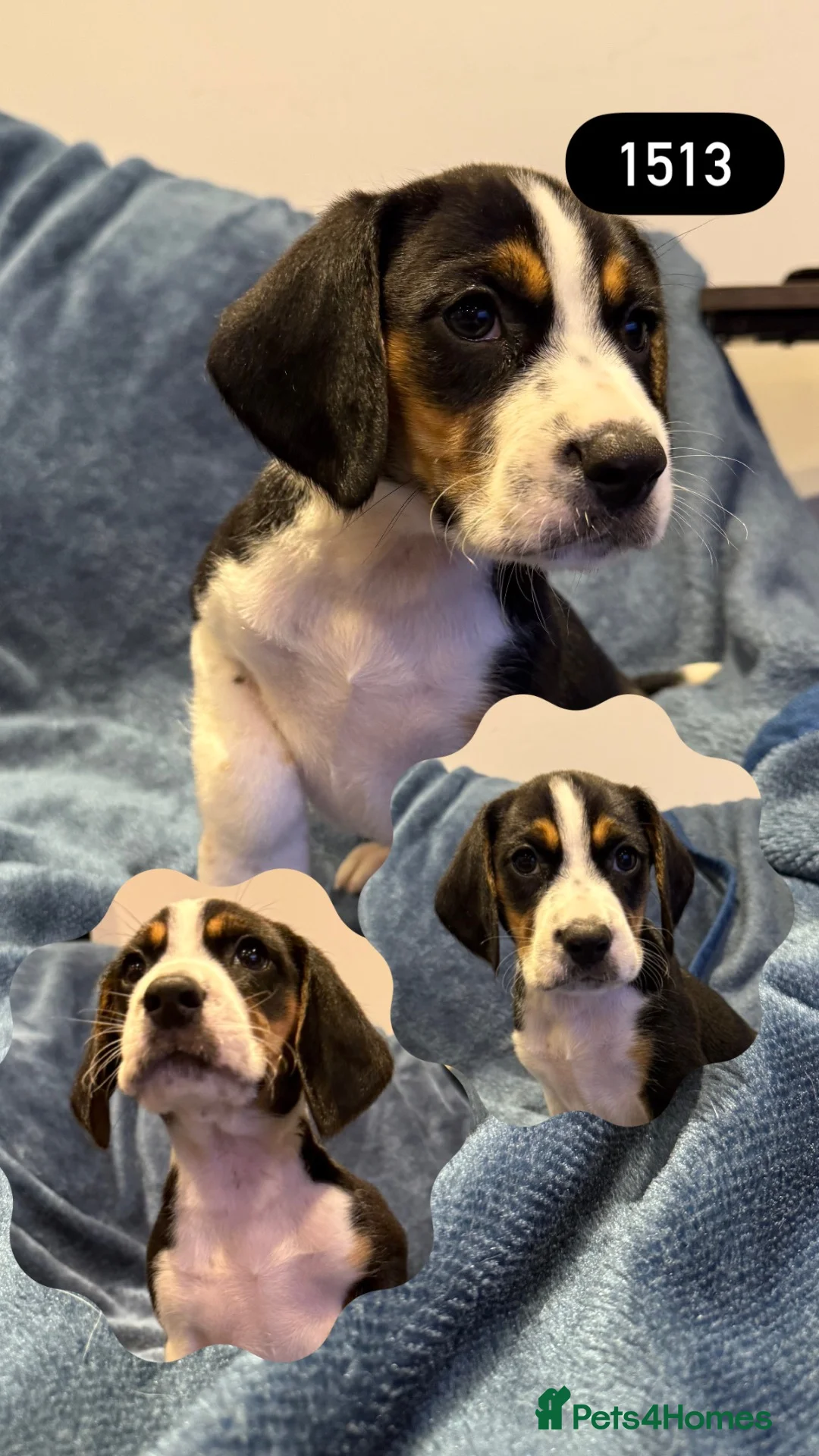 Beagle dogs for sale: Beautiful Beagle Boys  - Advert 2
