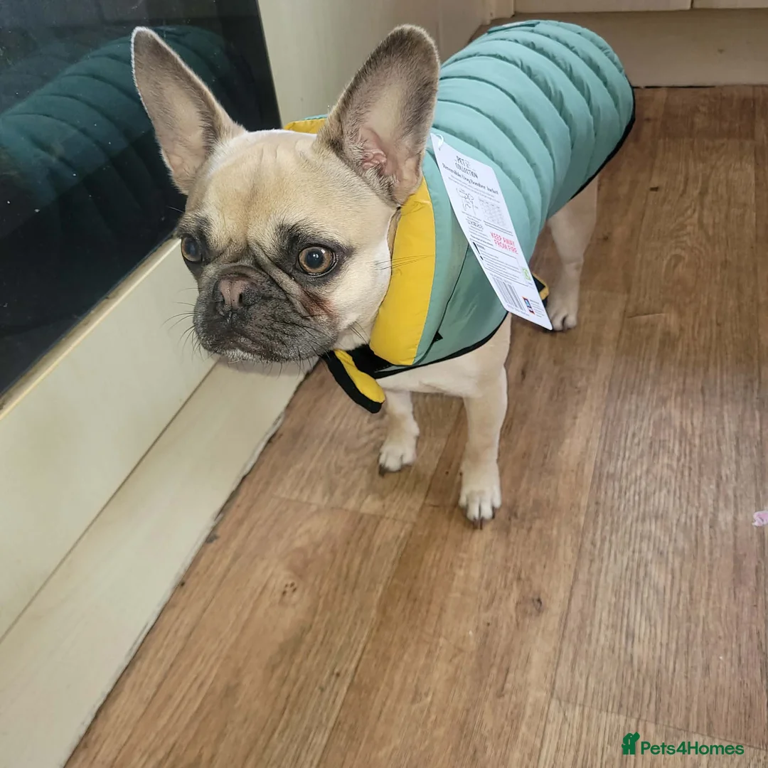 Frug dogs for sale: 3 year old female, French bulldog mixed with pug  - Advert 3