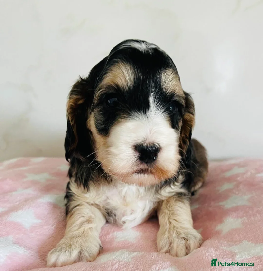 Cockapoo dogs for sale: First generation Cockapoos both KC parents  - Advert 2