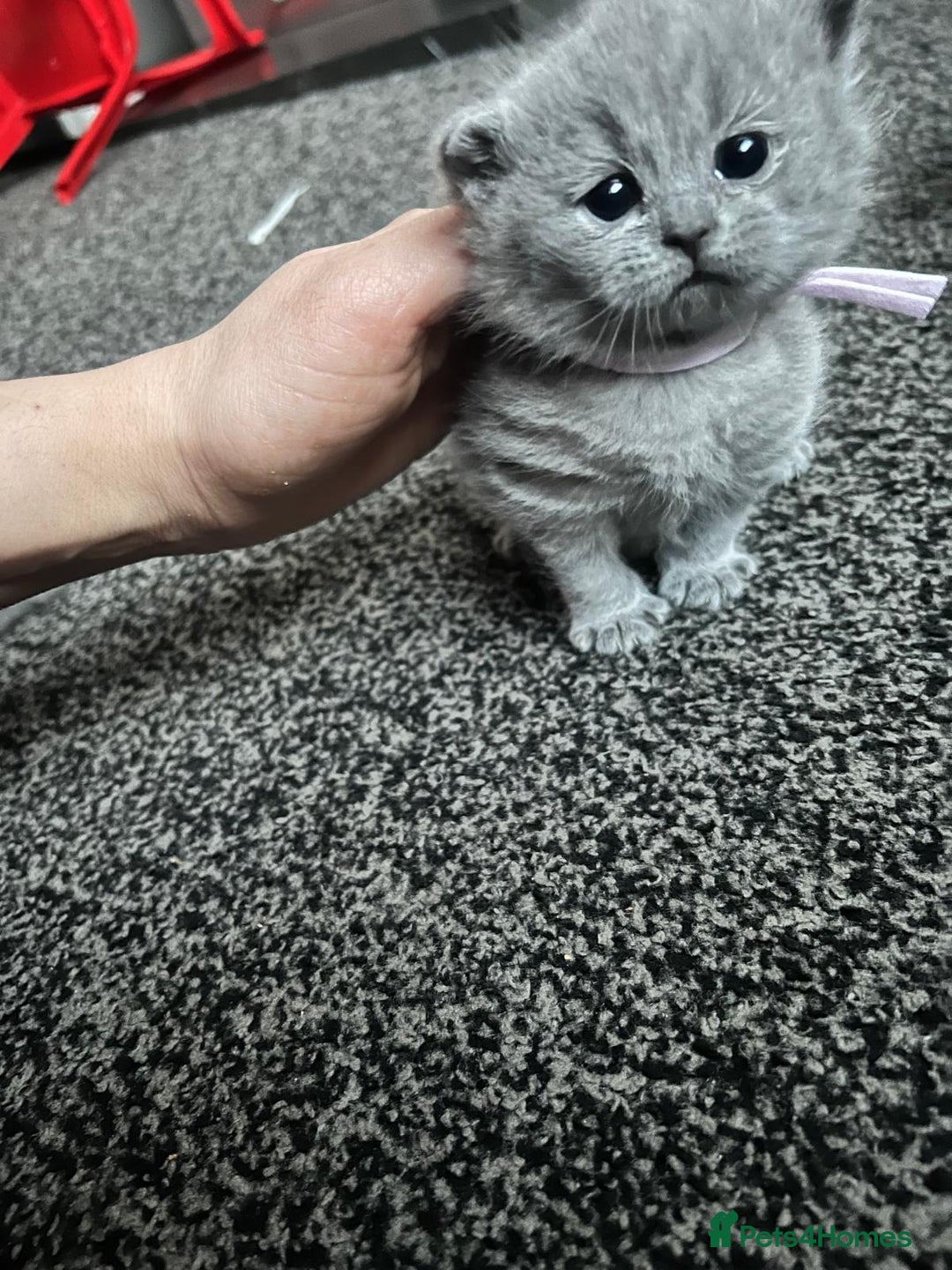 British Shorthair cats for sale: British short hair blue - Advert 7