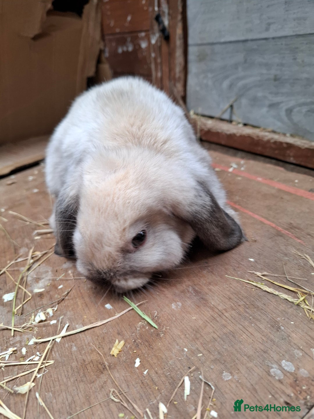 Mini Lop rabbits for sale: Mini Lops - Image 2
