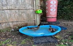 Ducks poultry for sale: 2 drakes for rehoming  - Image 1