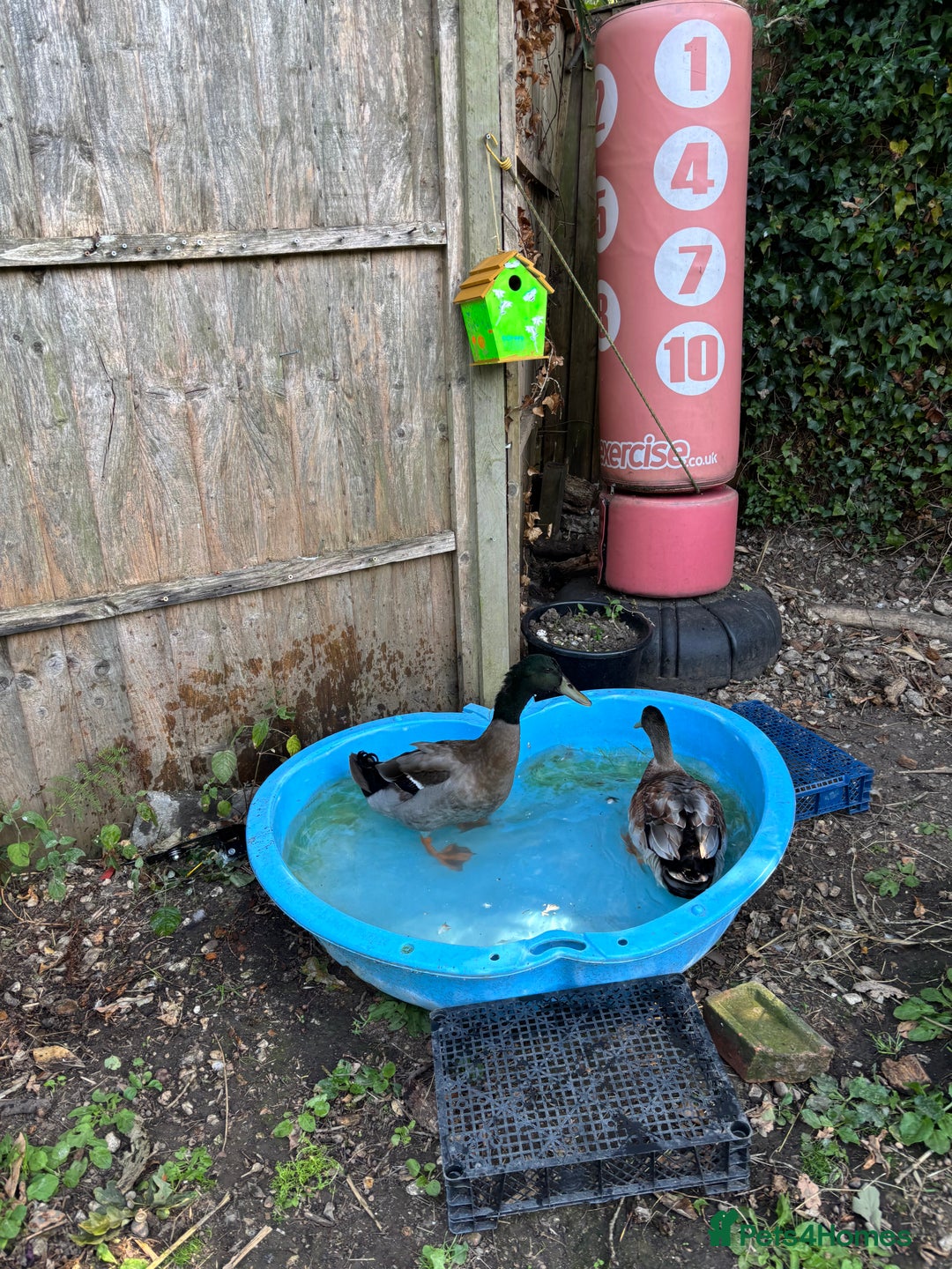 Ducks poultry for sale: 2 drakes for rehoming  - Image 1