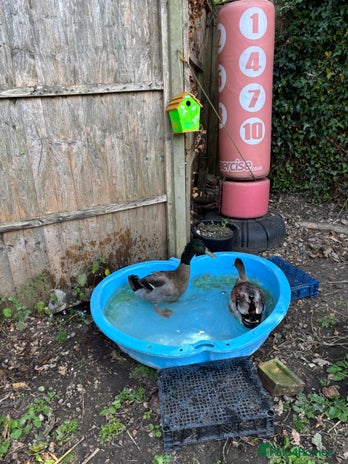 Ducks poultry - Advert 3