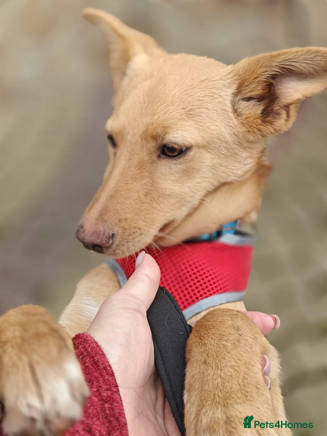 Mixed Breed dogs for adoption: ❤️Hope&Joy — two 7(8) months small sisters❤️ - Advert 14