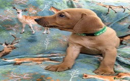 Labrador Retriever dogs for sale: KC Registered Labrador Puppies - Call  **  - Image 32