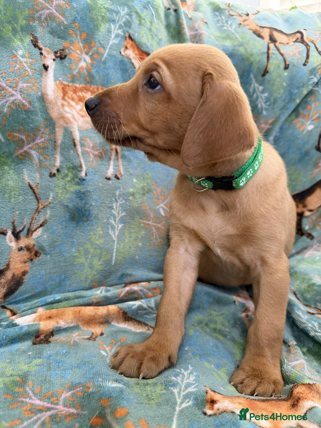 Labrador Retriever dogs for sale: KC Registered Labrador Puppies - Call  **  - Image 32