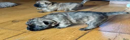 Cairn Terrier dogs for sale: KC pups off Health Tested parents, avail 11th Oct - Advert 17