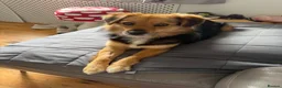 Mixed Breed dogs for adoption: Julina  in Dover - Advert 7