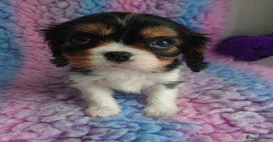 Cavalier King Charles Spaniel dogs - Advert 3