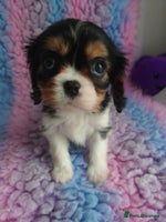 Cavalier King Charles Spaniel dogs - Advert 8
