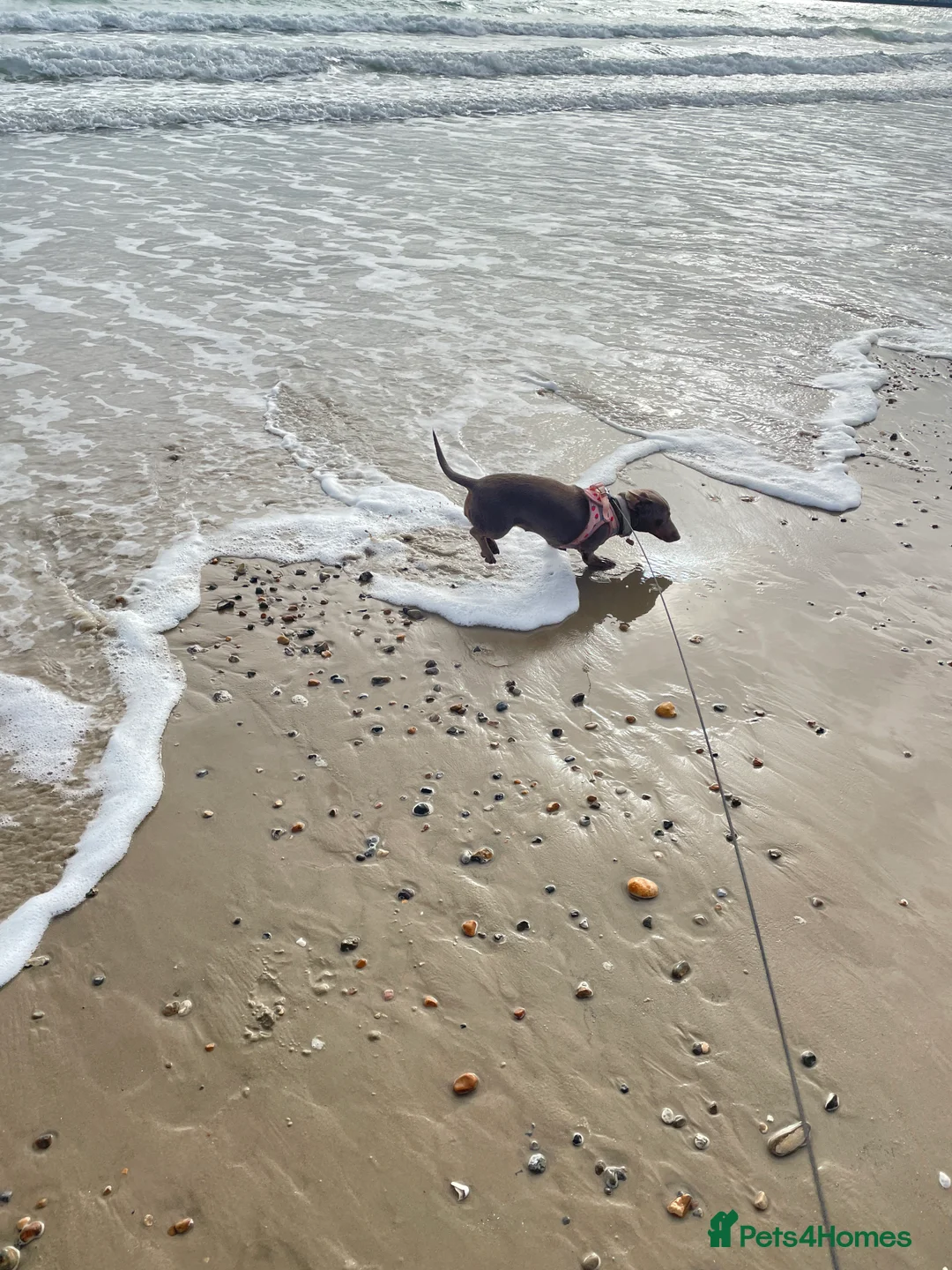 Dachshund dogs for sale: Miniature Dachound   - Advert 3