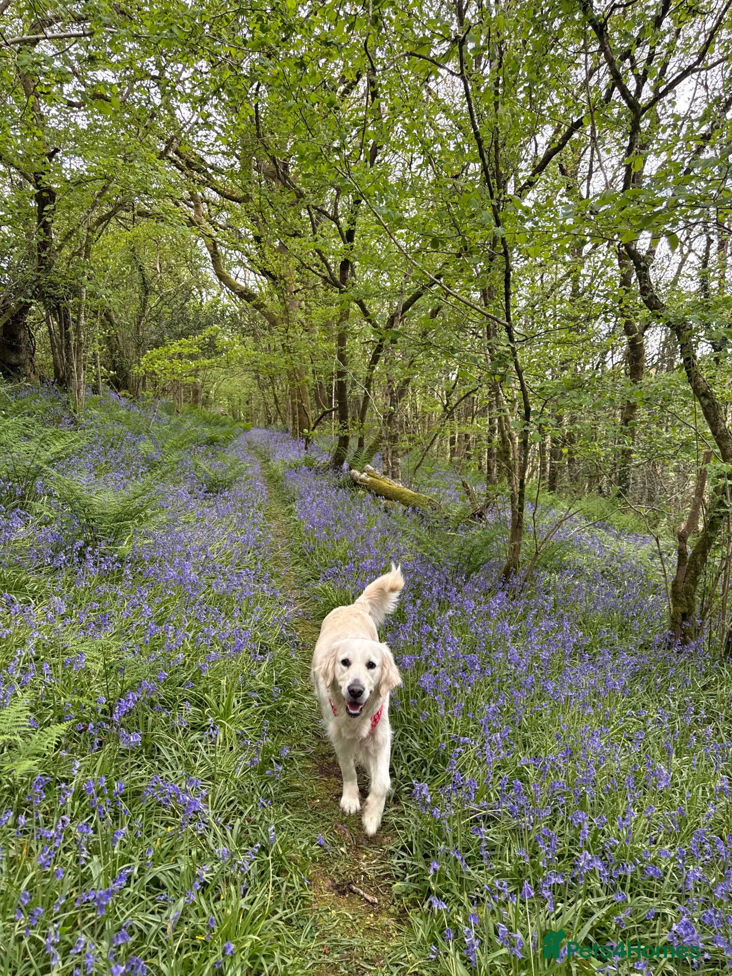 Golden Retriever dogs Golden Retrievers Seeking Forever Homes - Advert 2