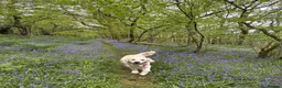 Golden Retriever dogs for sale: Golden Retrievers Seeking Forever Homes - Advert 2
