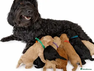 Jackapoo dogs Beautiful Jackapoo Puppies - Advert 1