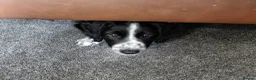 Mixed Breed dogs for sale: 3 Puppies looking for their new forever homes in Bolton - Advert 6