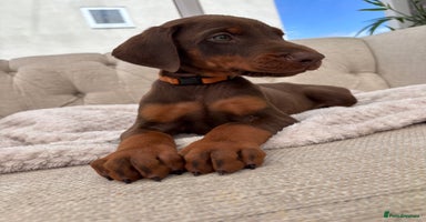 Dobermann dogs - Advert 3