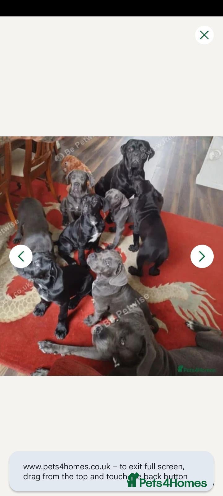 Cane Corso dogs Nylah - Advert 6