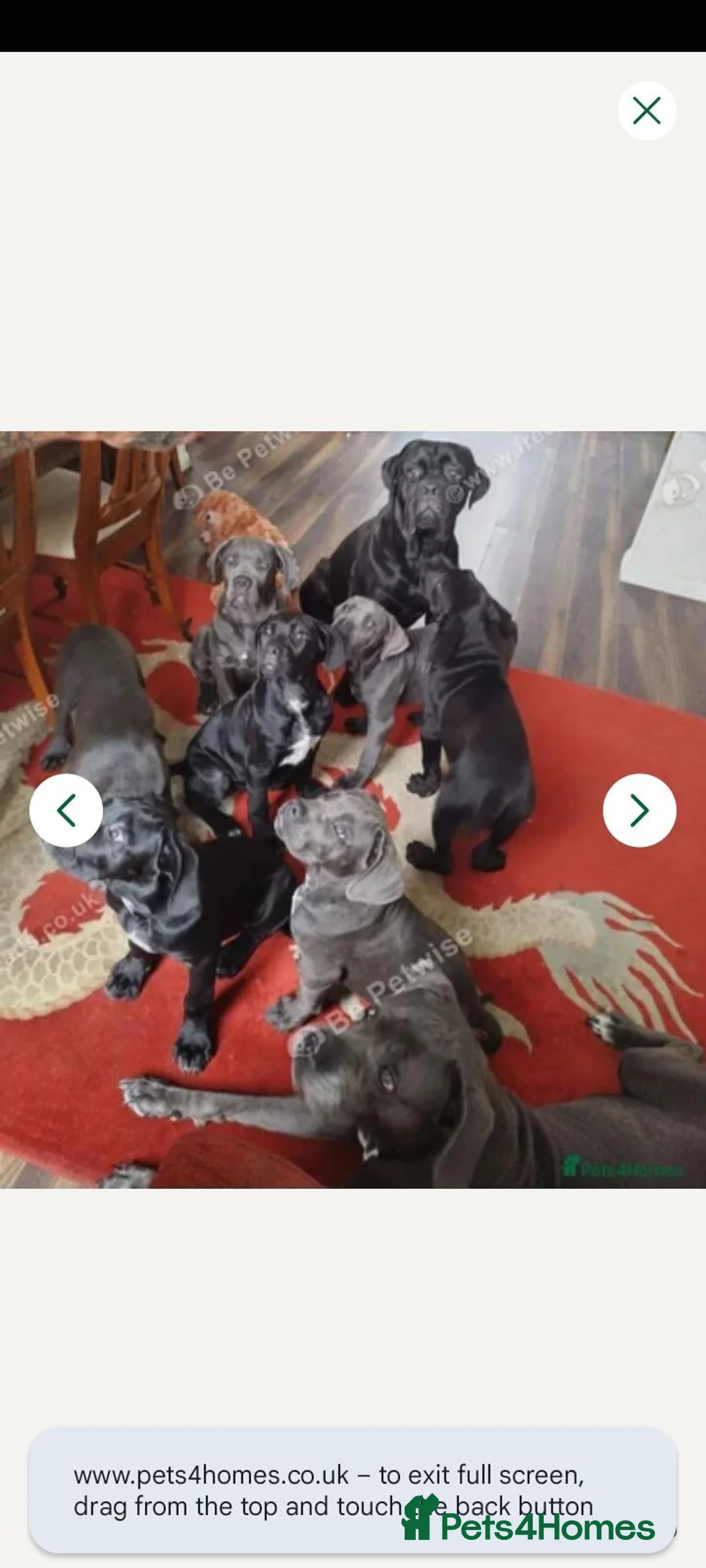 Cane Corso dogs for sale: Nylah - Advert 1