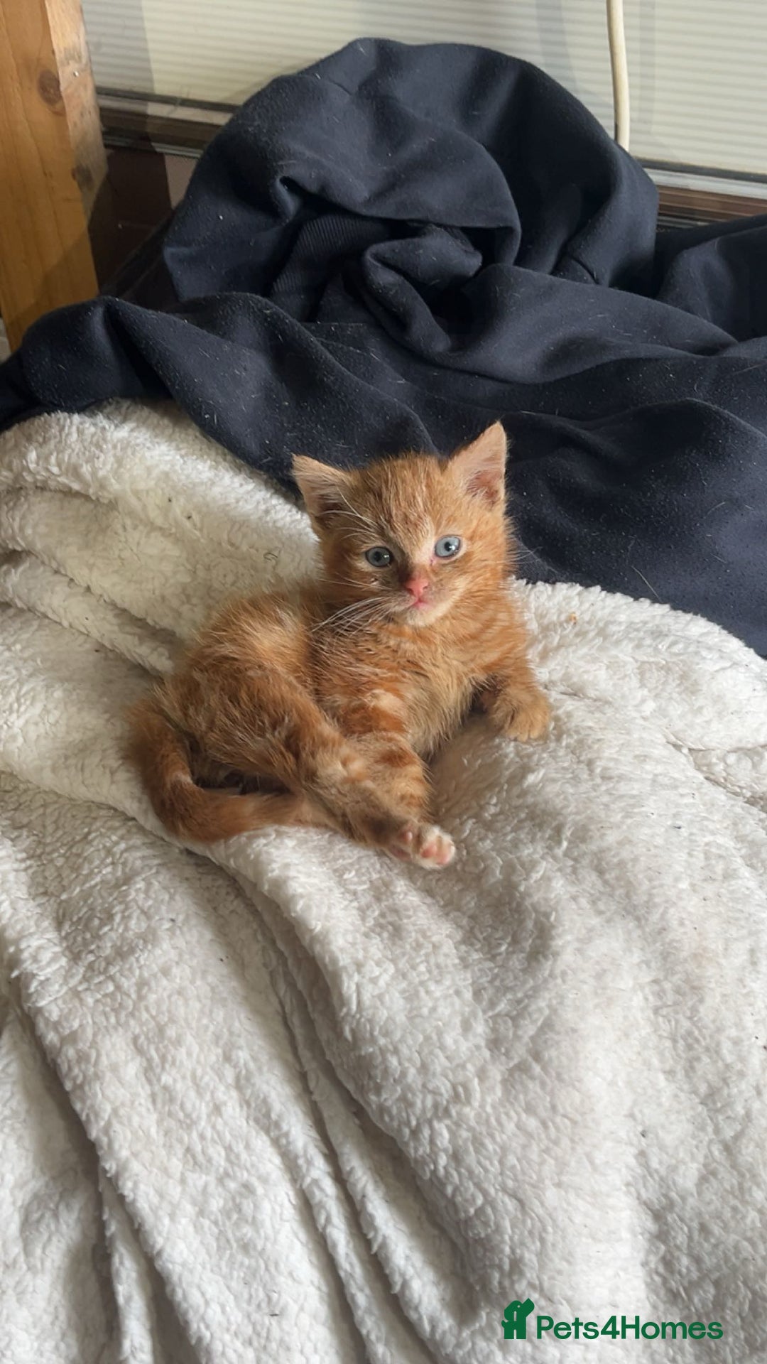 Mixed Breed cats for sale: Beautiful Kittens - Advert 1