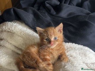 Mixed Breed cats Beautiful Kittens - Advert 1