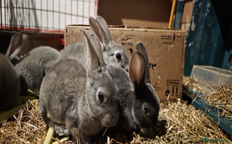 Rex rabbits - Advert 1