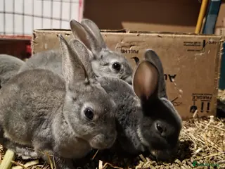 Rex rabbits Opal rex - Advert 3