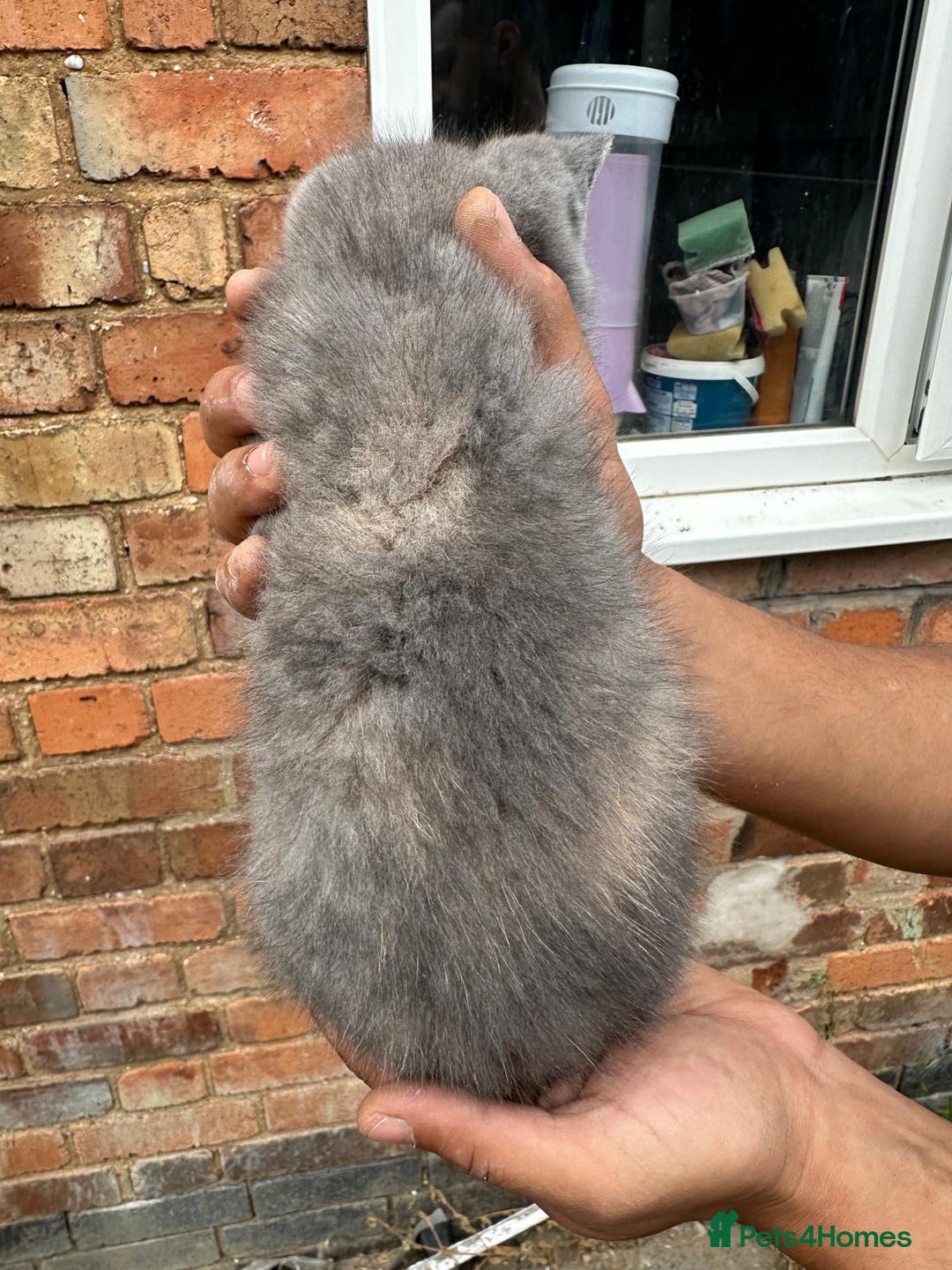 British Shorthair cats for sale: X BSH female grey available  - Image 4
