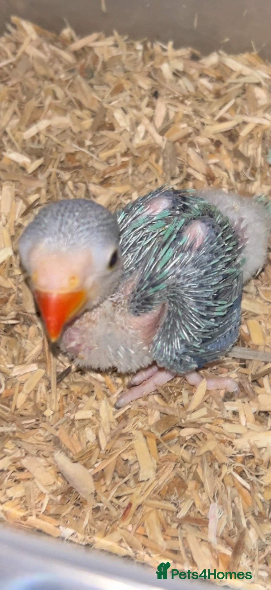 Ringnecks birds  **  DNAMALE HANDREAR TRAINED SPLIT CLEARTAIL  - Advert 2