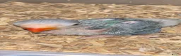 Ringnecks birds for sale:  **  DNAMALE HANDREAR TRAINED SPLIT CLEARTAIL  in Uxbridge - Advert 2