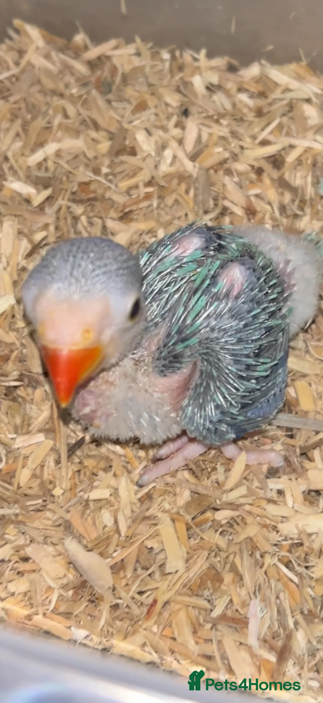 Ringnecks birds for sale:  **  DNAMALE HANDREAR TRAINED SPLIT CLEARTAIL  in Uxbridge - Advert 2