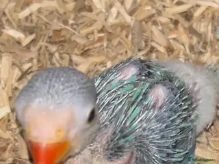 Ringnecks birds ** DNAMALE HANDREAR TRAINED SPLIT CLEARTAIL - Advert 2