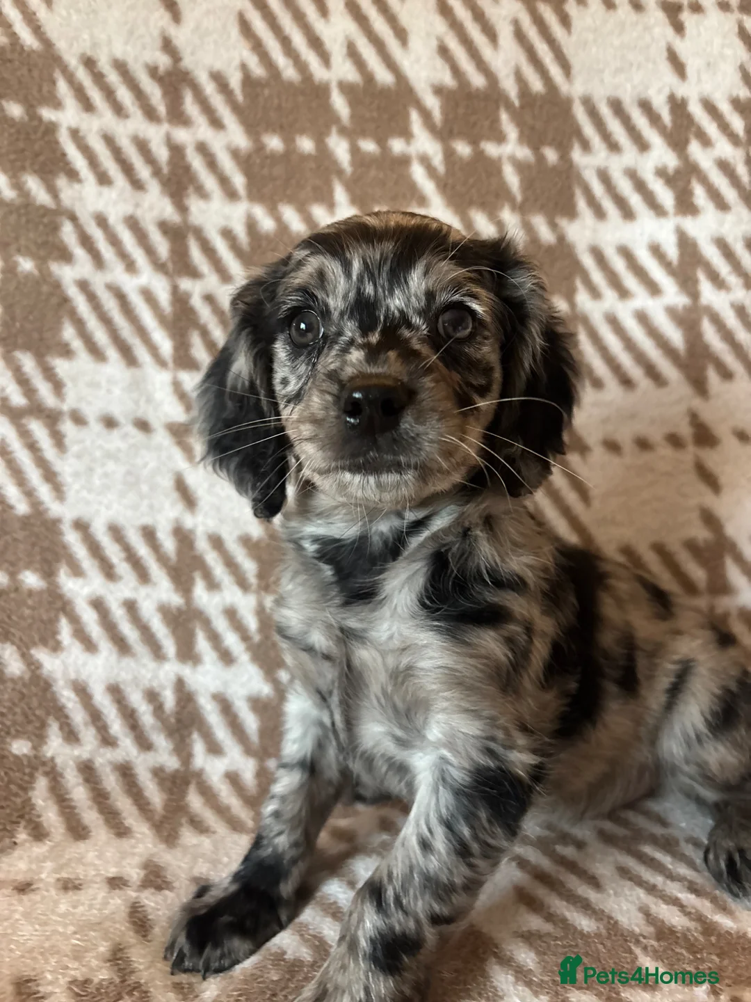 Cavapoo dogs for sale: F1 health tested Cavapoos unique merles/red/blacks - Advert 1