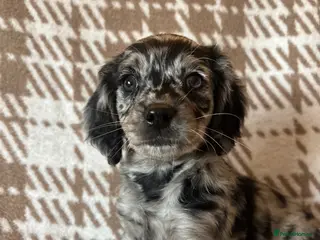 Cavapoo dogs F1 health tested Cavapoos unique merles/red/blacks - Advert 3