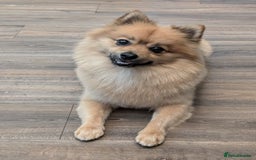 Pomeranian dogs for stud: Sable Pomeranian  - Image 5