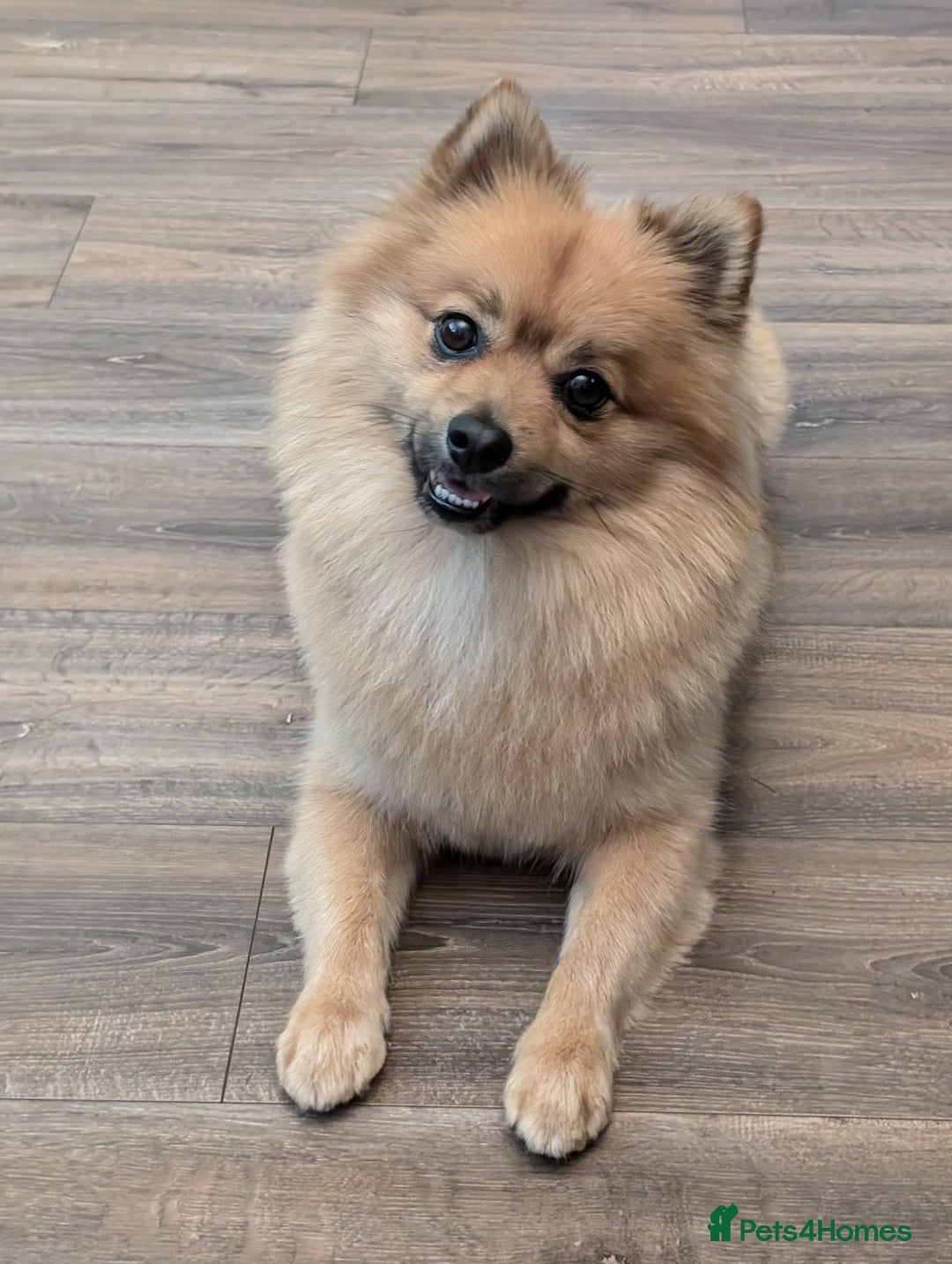 Pomeranian dogs for stud: Sable Pomeranian  - Image 5