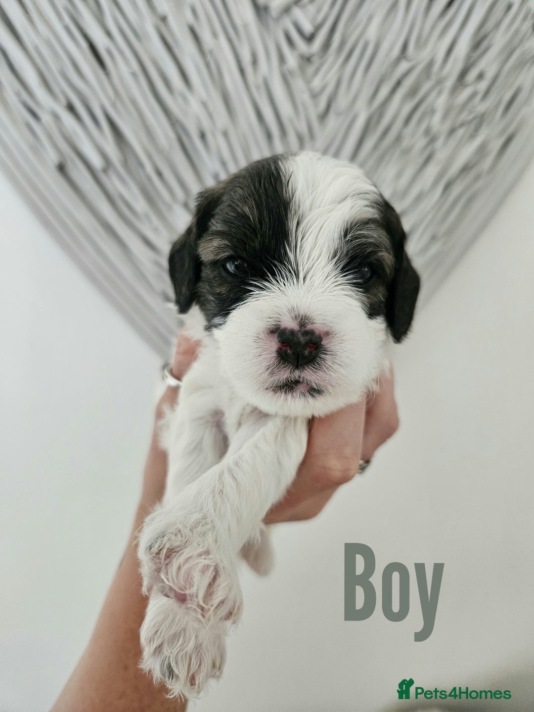 Mixed Breed dogs for sale: Cavapoo/Shihpoo mix - Image 8