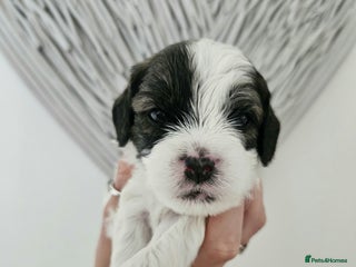 Mixed Breed dogs - Advert 9