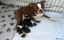 Boston Terrier dogs for sale: MAGGIES BEAUTIFUL PUPPIES  - Image 1