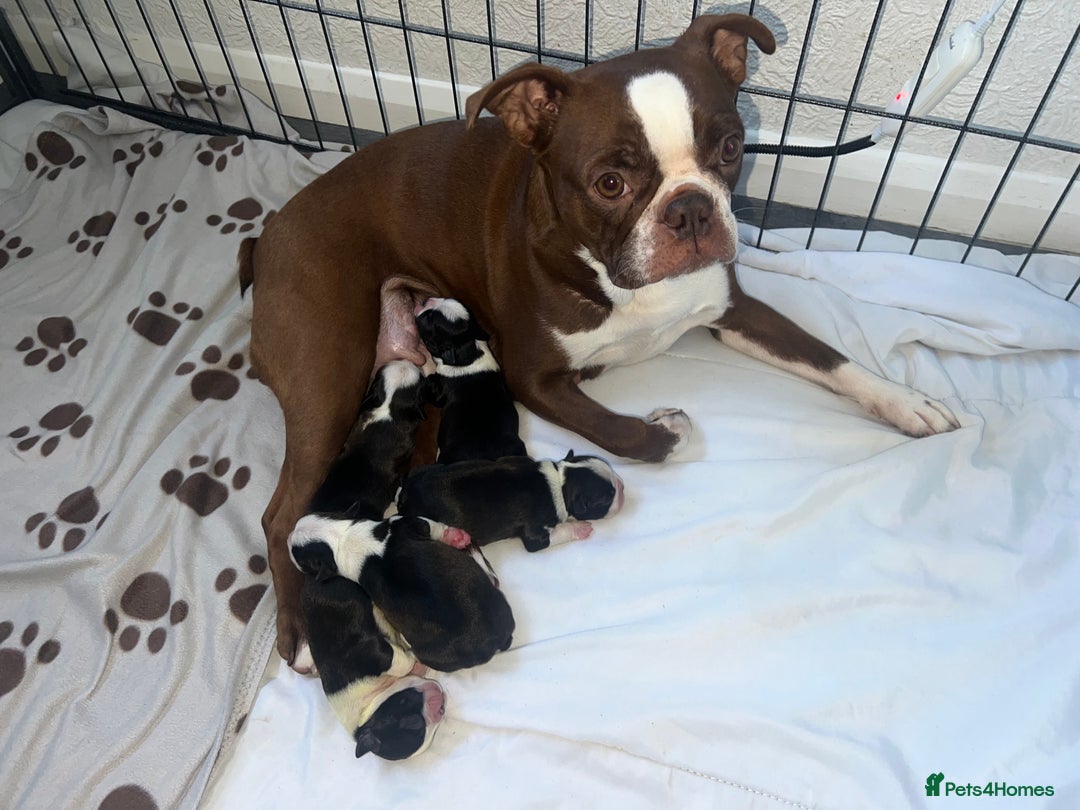 Boston Terrier dogs for sale: MAGGIES BEAUTIFUL PUPPIES  - Image 1